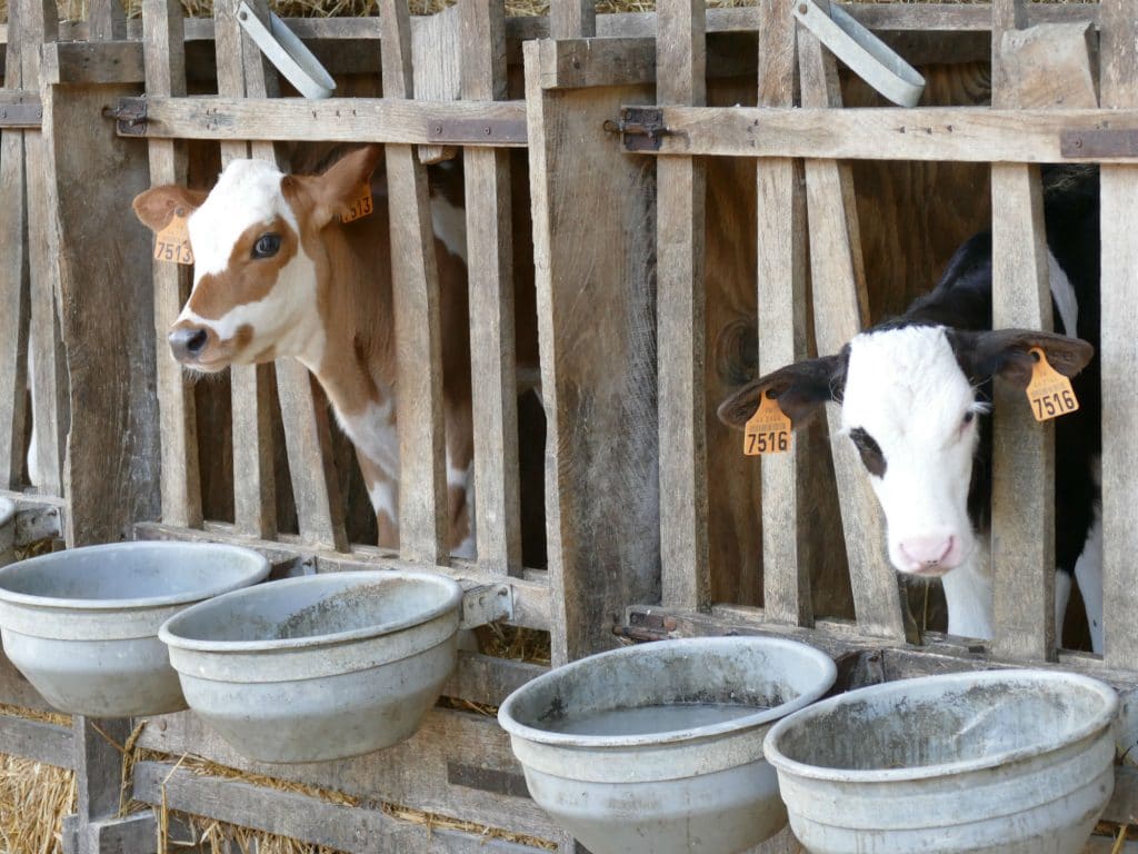 Veaux logettes bébés animaux ferme pédagogique