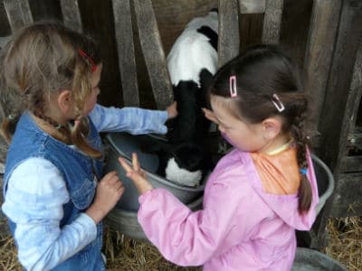 ferme pédagogique derval loire atlantique enfants veaux