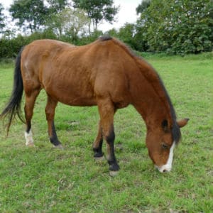 jocker double poney prairie ferme pedagogique gite a la ferme