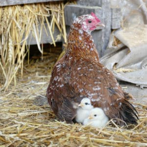 poule qui couve ses poussins paille ferme pedagogique loire atlantique