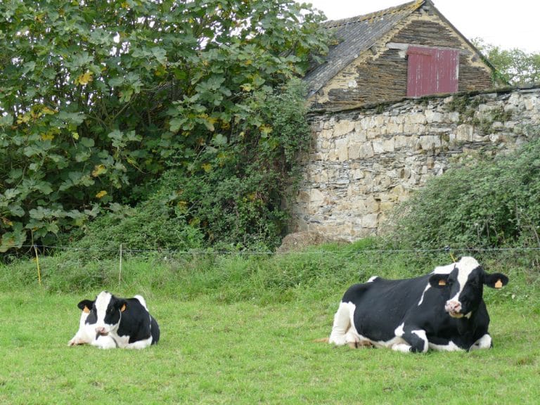 vaches prairie ferme pedagogique derval