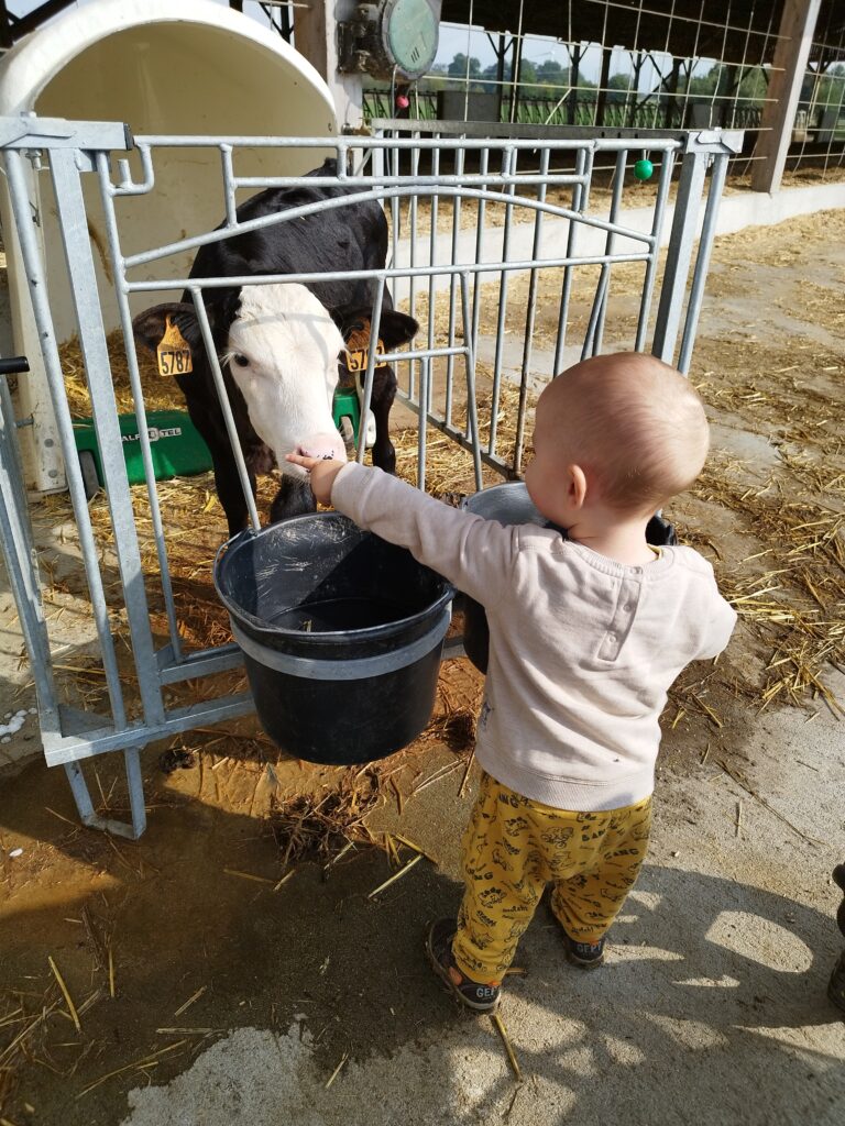 bébé et veau ferme pédagogique